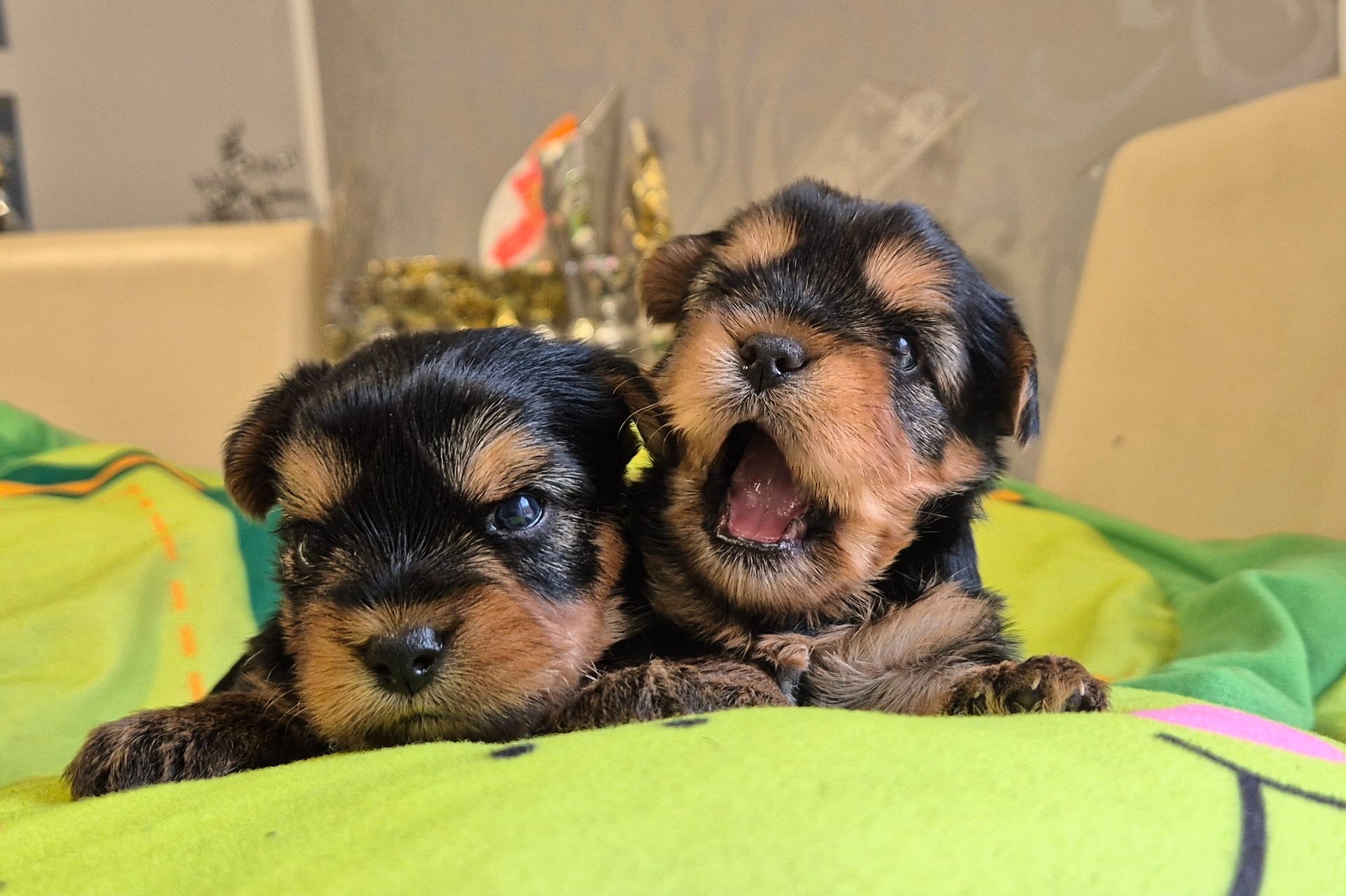 Porsche Cayenne & Porsche Cayman