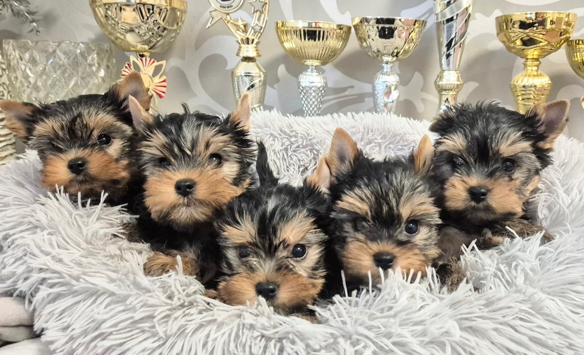 Eladó kiskutyáink / Available puppies